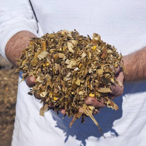 High Quality Silage