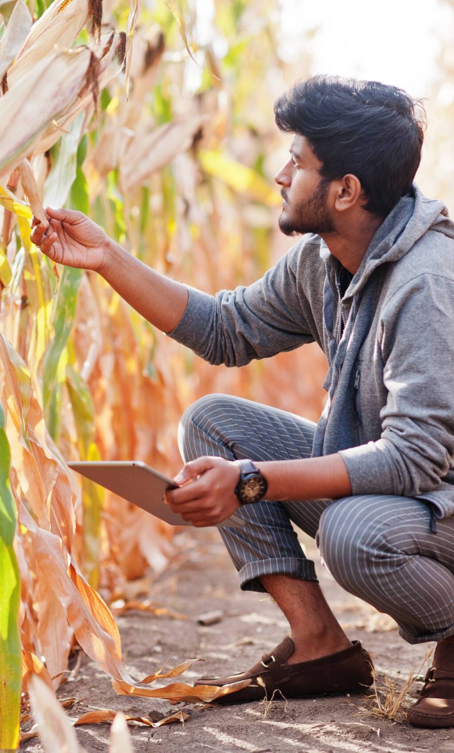South asian agronomist farmer inspecting corn field farm. Agriculture production concept.