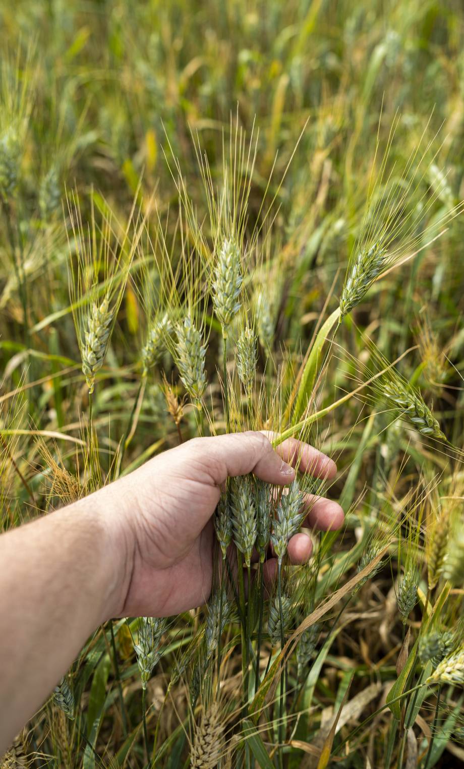 A vertical shot of a person holding wheat in a field under the sunlight in Cadiz, Spain
